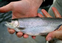 Kids, fishing a great combination: NE Ohio fishing report