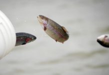 Gene Chague | Berkshire Woods and Waters: MassWildlife’s Information and Education Chief Marion Larson retires | Sports