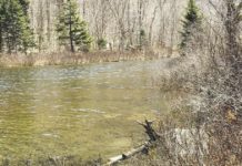 North Country Angling: Brook trout, yellow perch and dams | Fishing