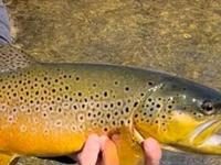 Battenkill Fly Fishing Festival looks ahead to 2023 after successful launch | Local News