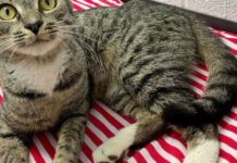 Community News: May 14 | Nvdaily