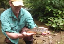 Terrestrials should be part of trout angler’s arsenal | Indiana County Sports