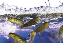 Outdoor industry buoyant but facing challenges | Premier