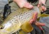 Few options to help struggling brown trout populations in SW Montana | State & Regional
