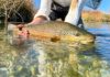 International Fly-Fishing Festival Offers Look at Prize Rivers and the Art of Fly Fishing