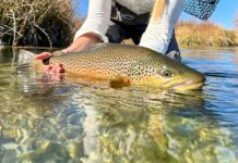 International Fly-Fishing Festival Offers Look at Prize Rivers and the Art of Fly Fishing