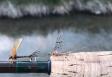 Mayflies Across America: Central Idaho