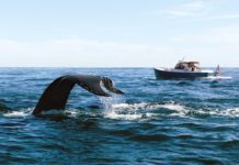 All the New Things to Do on Cape Cod This Summer—and the Underrated Area to Explore