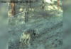 ▶️ Wolf sightings popping up around Camp Sherman