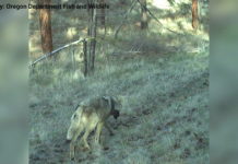 ▶️ Wolf sightings popping up around Camp Sherman