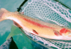 Fly-Fisherman Nets GORGEOUS 27-Inch Rainbow Trout in Keswick Reservoir