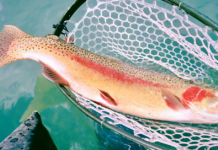 Fly-Fisherman Nets GORGEOUS 27-Inch Rainbow Trout in Keswick Reservoir