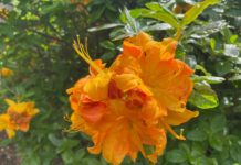 Take a walk through these 10 stunning spots in the Nichols Arboretum