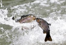 Sisterhood of the fly rod