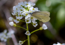 Mudflats, Long-billed Dowitcher: Bitterroot Outdoor Journal