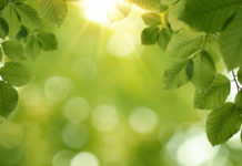 A Brand New Summer Feast In Oneonta To Celebrate The Environment