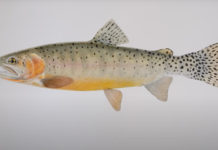 Video: The Rare Trout Chronicles, Episode 5