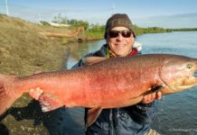 Fish Facts: Chinook Salmon (Oncorhynchus tshawytscha)