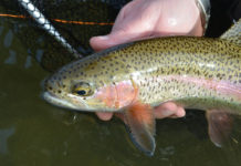 Catch more trout (or your first) with these time-tested tips