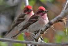 The types of birds that will fly through eastern Idaho, and how you can attract them to your yard