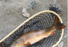 Fly Fishing the Lakes Region Small Streams