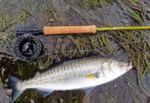 Flats Kahawai on my 3wt Epic 370 Fastglass II