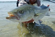 Discovering the Magic of Striped Bass on the Fly