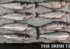 Two Clare men convicted for illegal salmon fishing