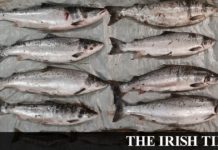Two Clare men convicted for illegal salmon fishing