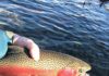 Get Wild: Properly catching and releasing fish