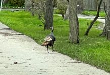 Chicago outdoors: Musical turkey, walleye “looking for love,” bluegill fly rods, baby’s 1st morel