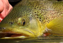 Classic Video: Hatch—Big Sky PMDs, by Todd Moen