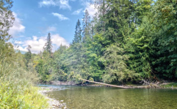 Victoria fly fishing club marks 45 years with new Cowichan River angling map – Cowichan Valley Citizen