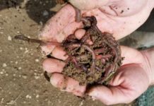 The worm has turned for fishing | News
