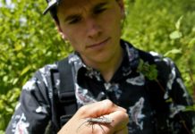 Researchers probe threats to salmonfly, a foundational bug | Local News