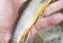 North Country Angling: The Father’s Day fishing trip | Fishing