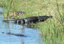 Outdoors with Luke: Looking back on fun times outdoors | Sports