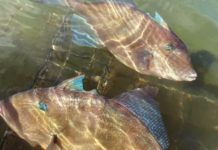 MONTI: Kayak fishing seminar on tap in West Warwick | Local Sports