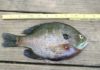 June is hot time for bream fishing