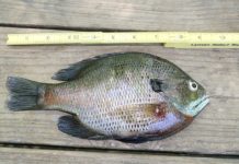 June is hot time for bream fishing