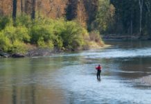 Climate change altering fly fishing to alarm of once skeptical anglers