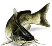 Weekly Fishing Report: June 29, 2022