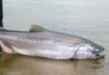 Alaska Closes King Salmon Fishing on Kenai Peninsula Waters