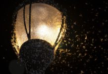 Storm of whiteflies moving up the Susquehanna River