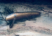 The Lure that Changed Fishing