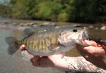 Floating the Flint River for Shoal Bass