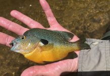 Stubborn smallmouths