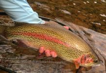 On The Fly column: Check your ego at the river