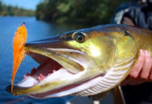 How to Catch Muskie in Early Summer