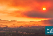 The Hail Mary Hatcheries | Hakai Magazine